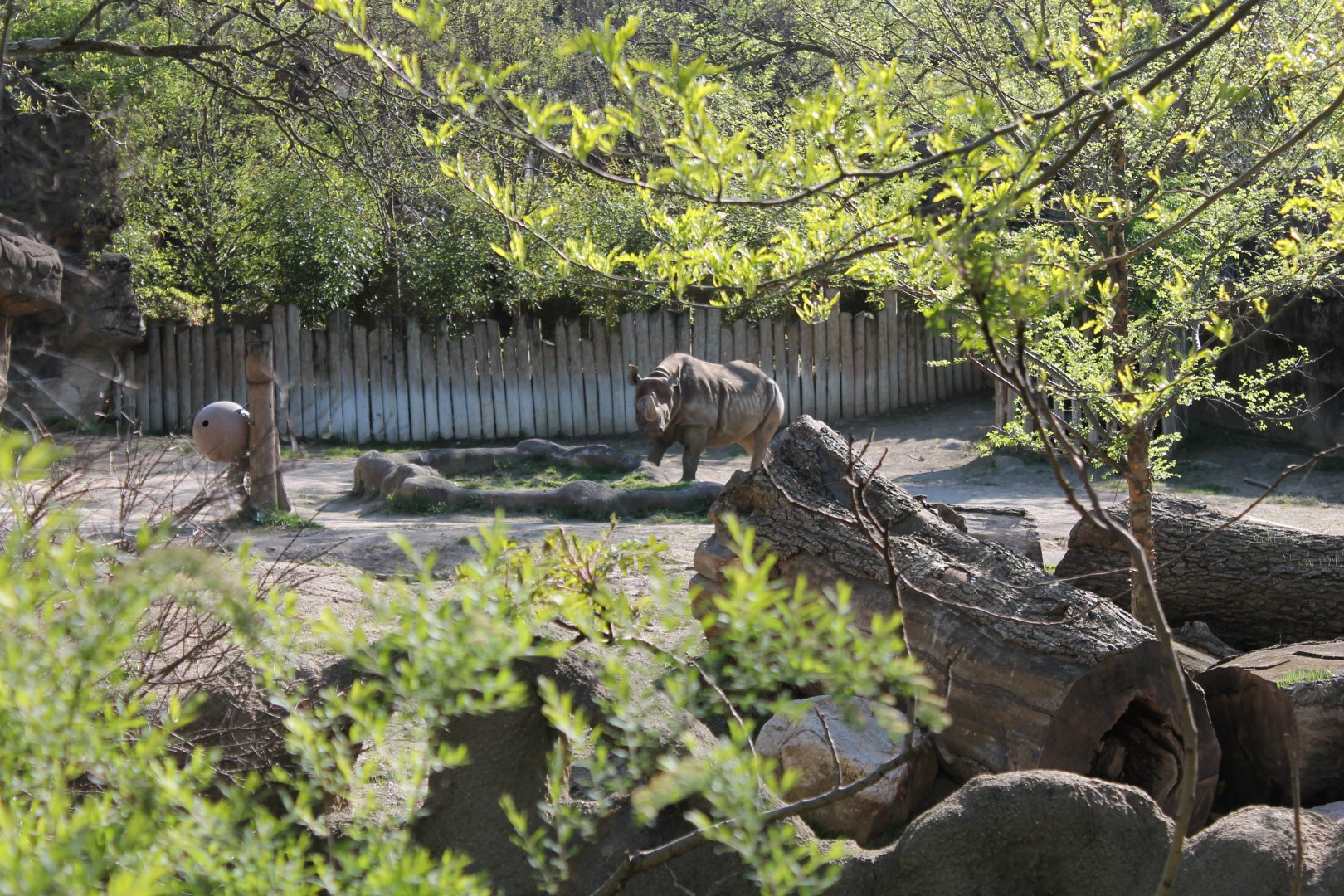 African Veldt/Rhino Reserve- Black Rhino Exhibit