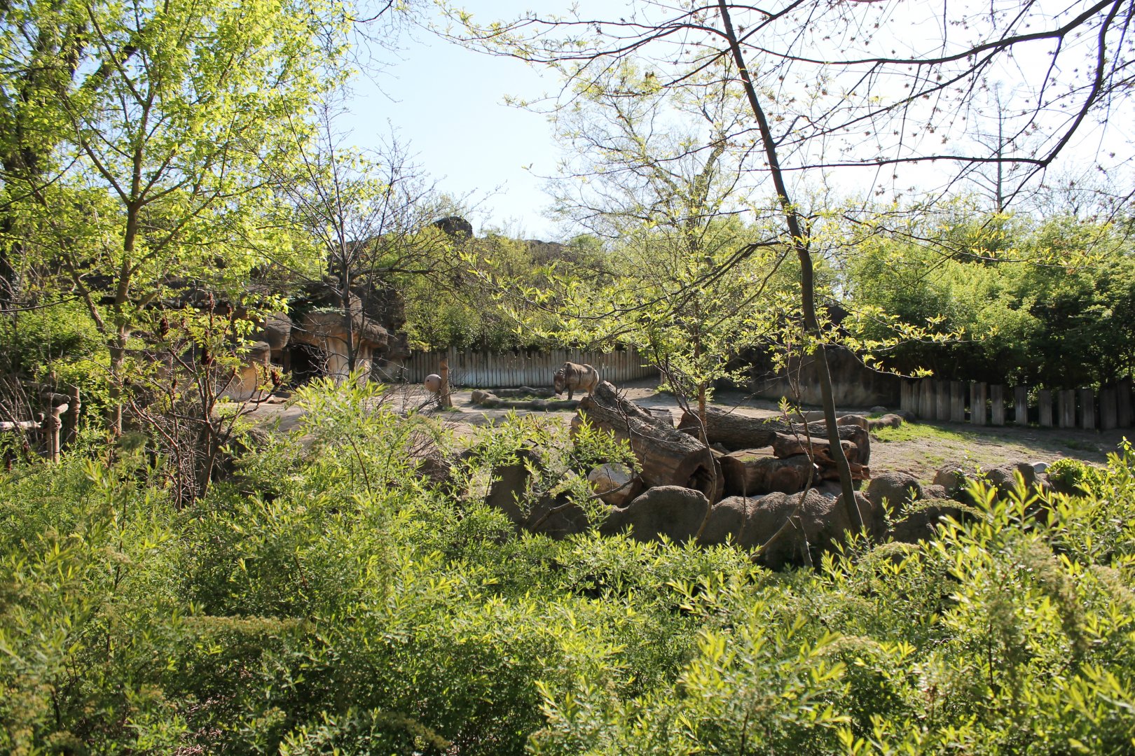 African Veldt/Rhino Reserve- Black Rhino Exhibit