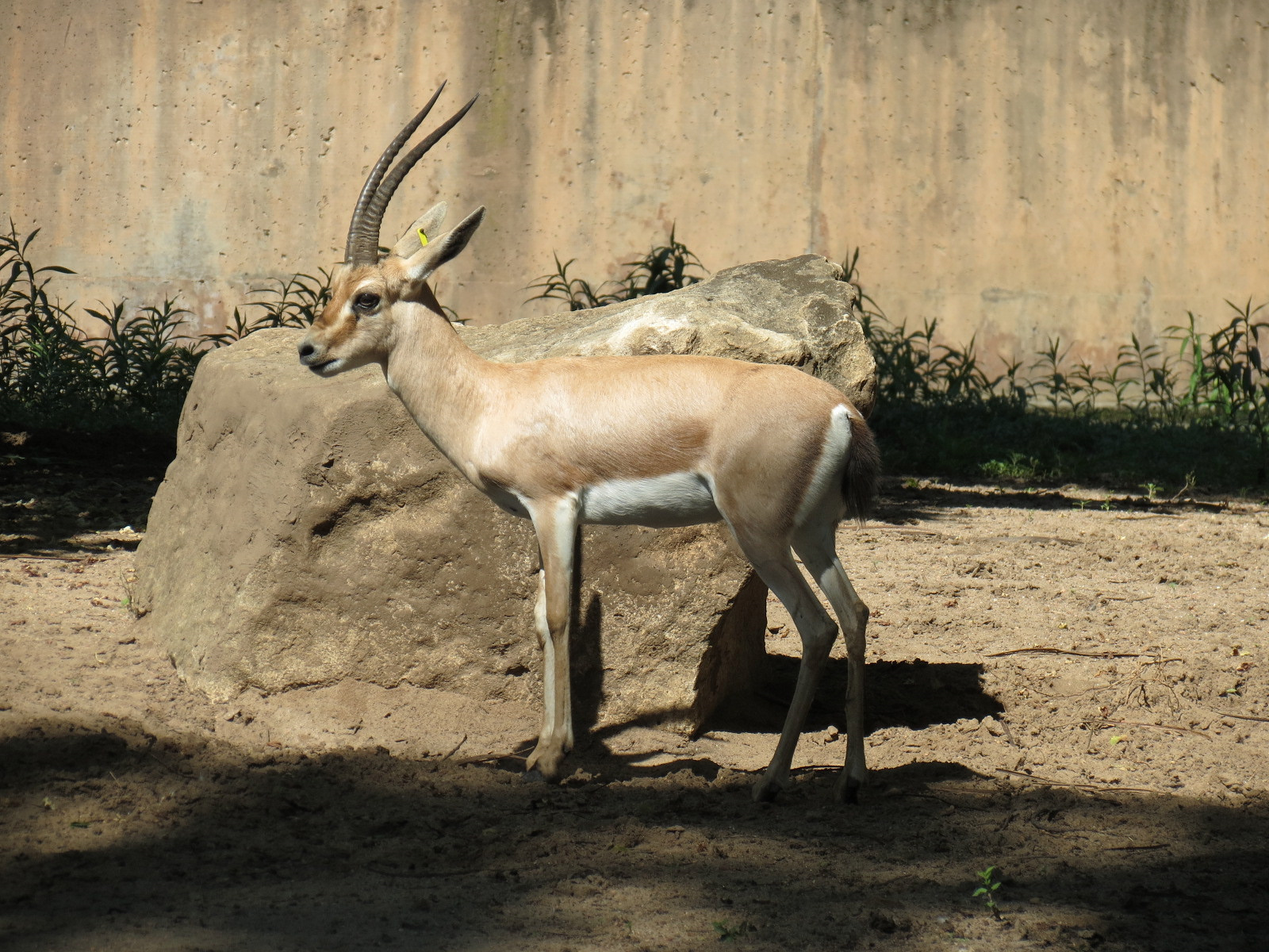 African Veldt - Slender-horned Gazelle and Warthog Exhibit