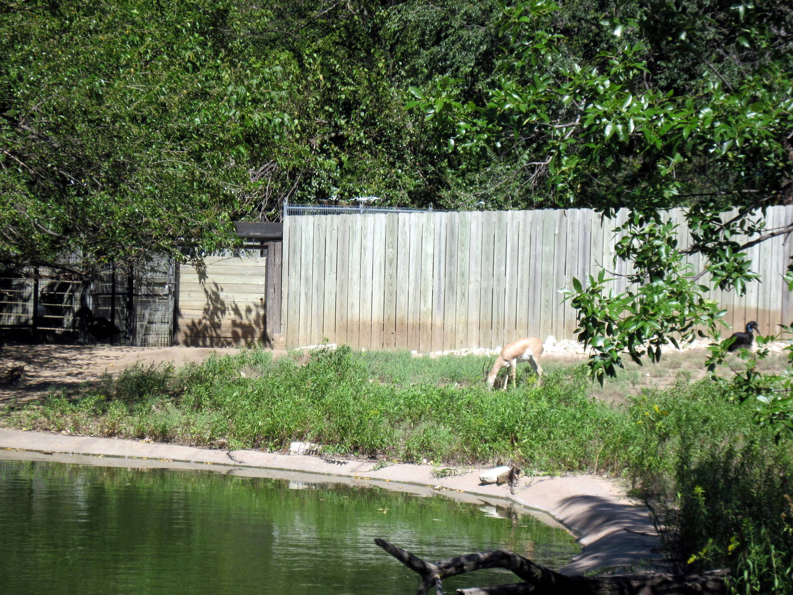 African Veldt-Slender-horned Gazelle