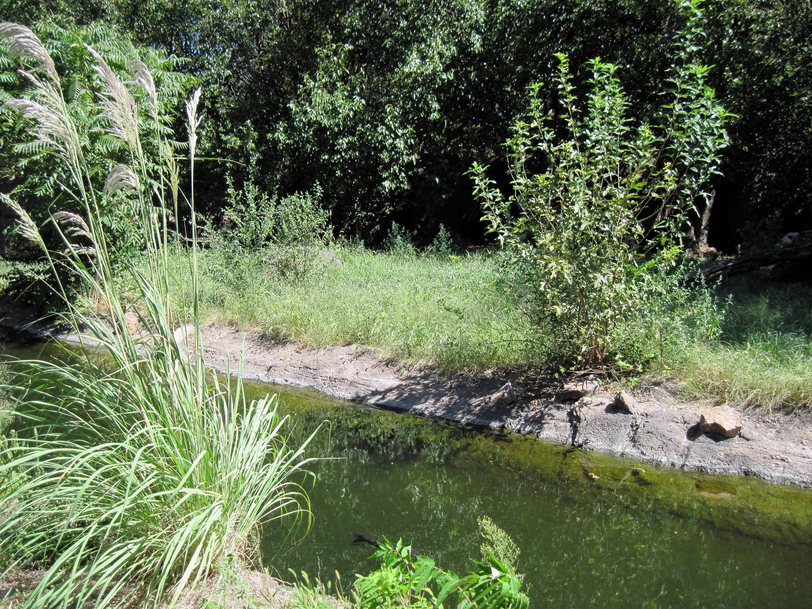 African Veldt-Wild Dog Exhibit