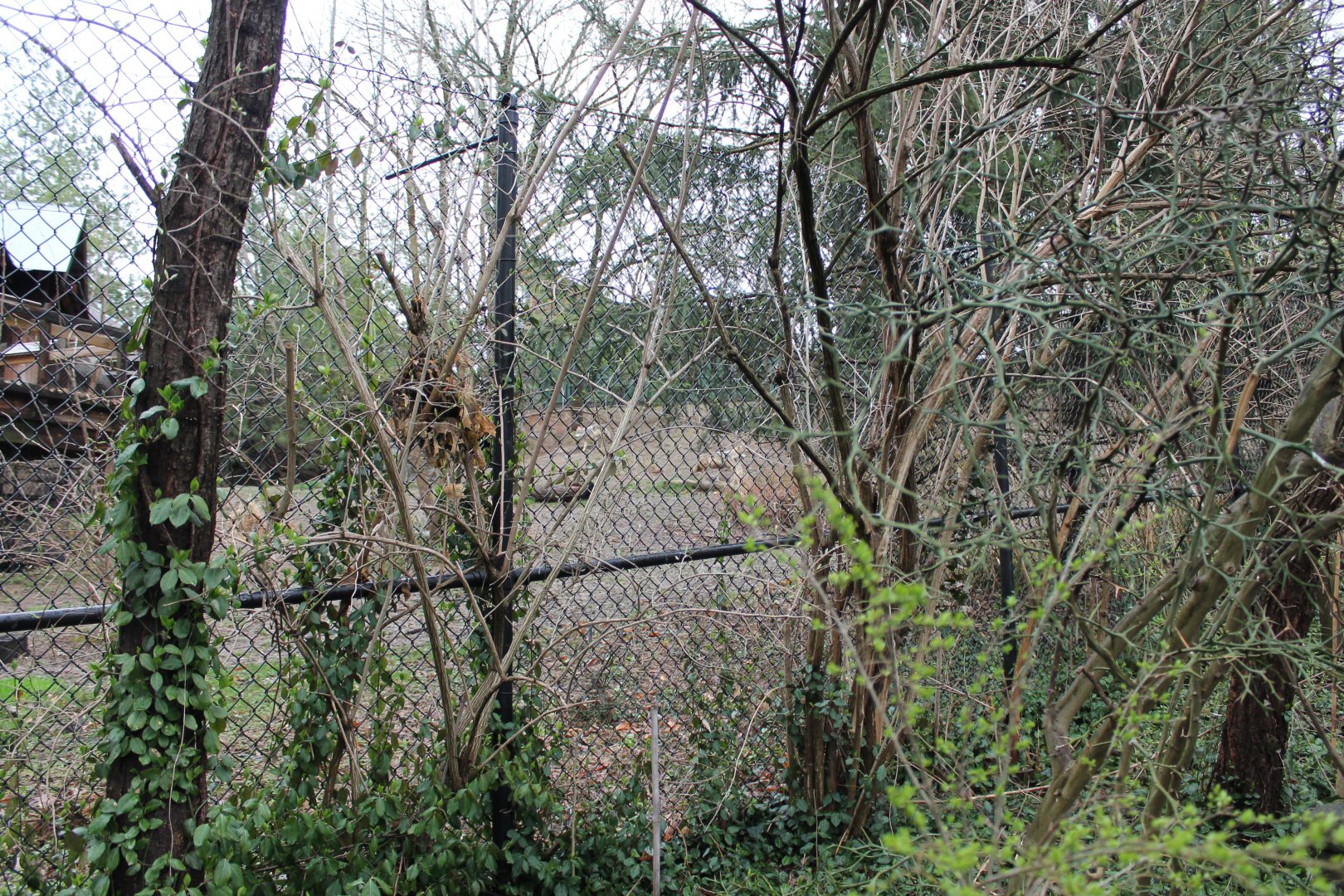 African Veldt/Wolf Woods- Mexican Gray Wolf Exhibit