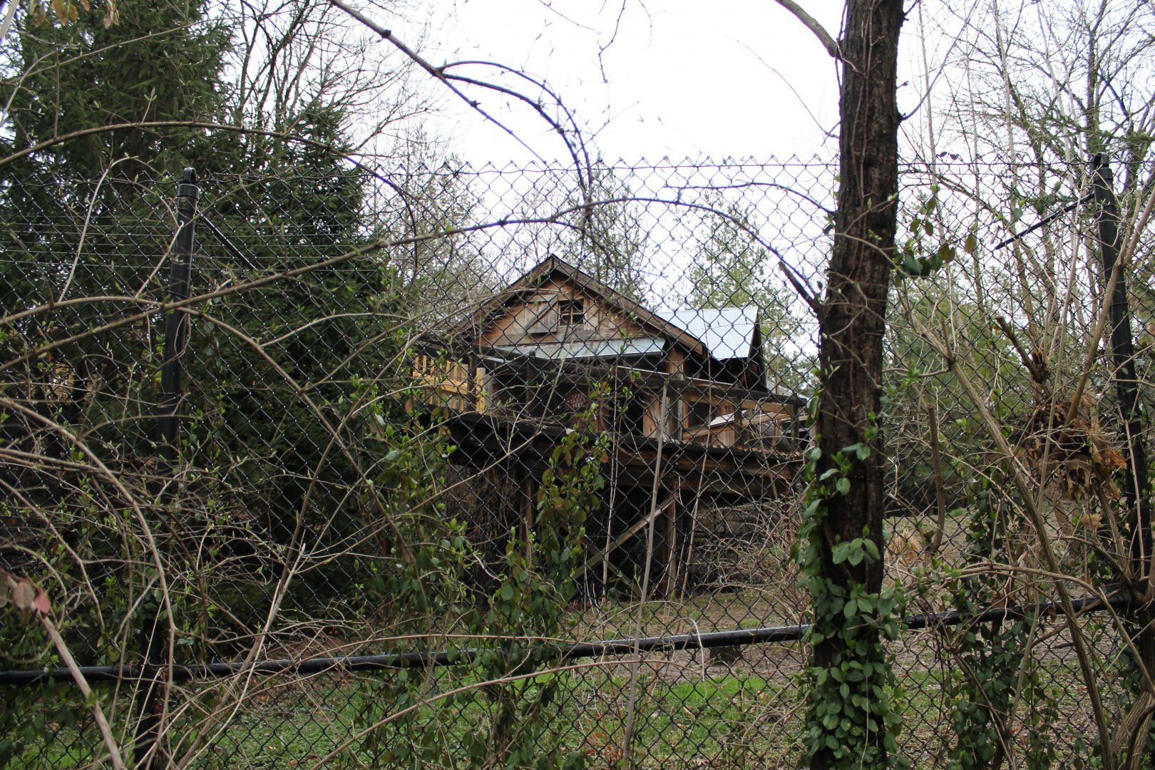 African Veldt/Wolf Woods- Mexican Gray Wolf Exhibit