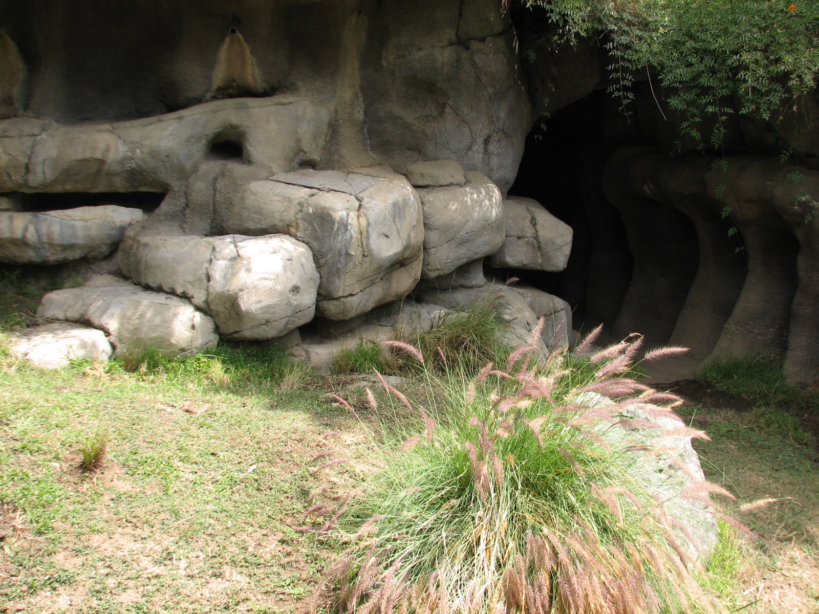 African Village - African Spurred Tortoise Exhibit