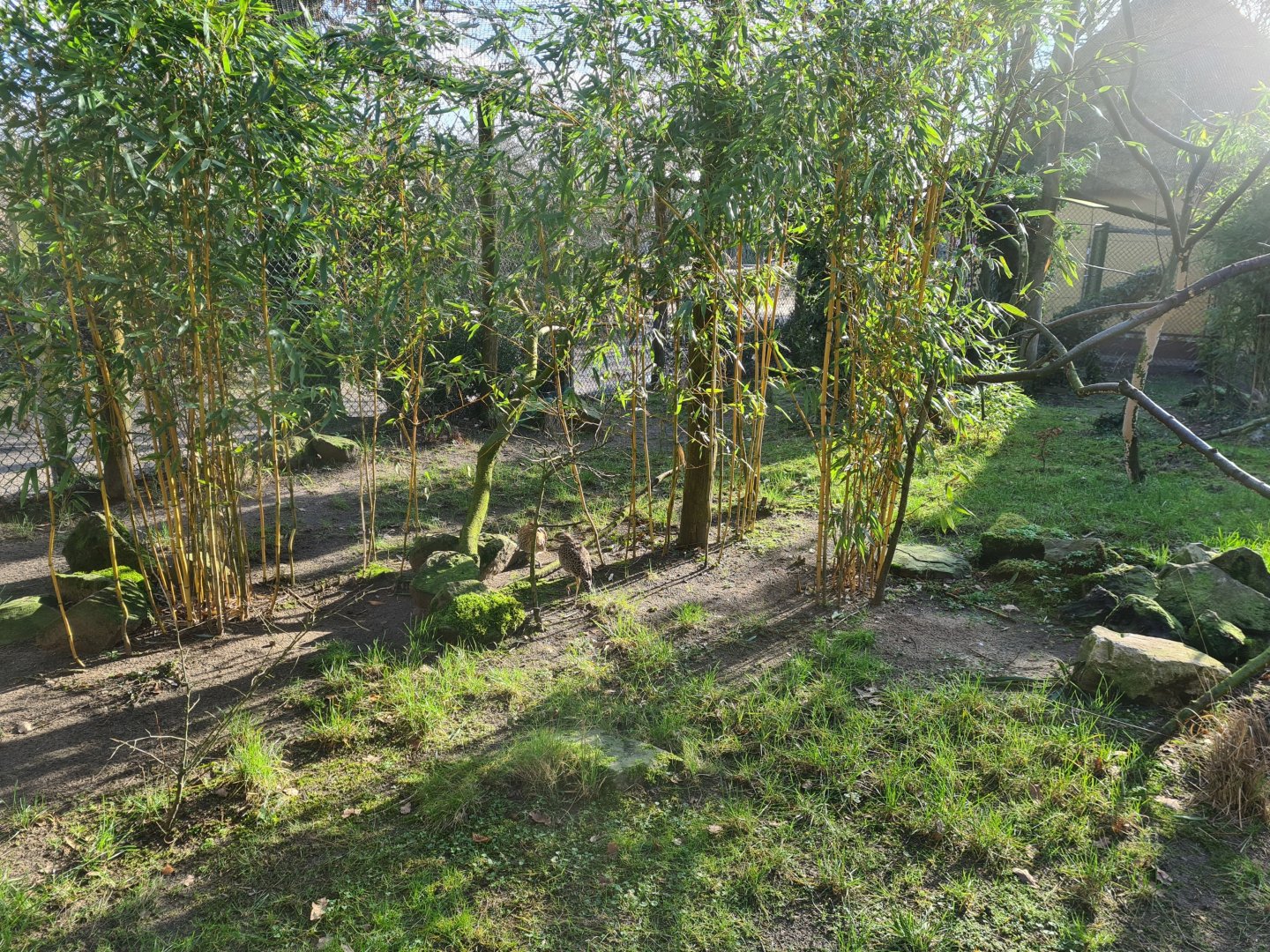 African village - Aviary