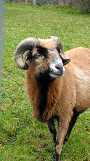 African Village- Cameroon Sheep 301024