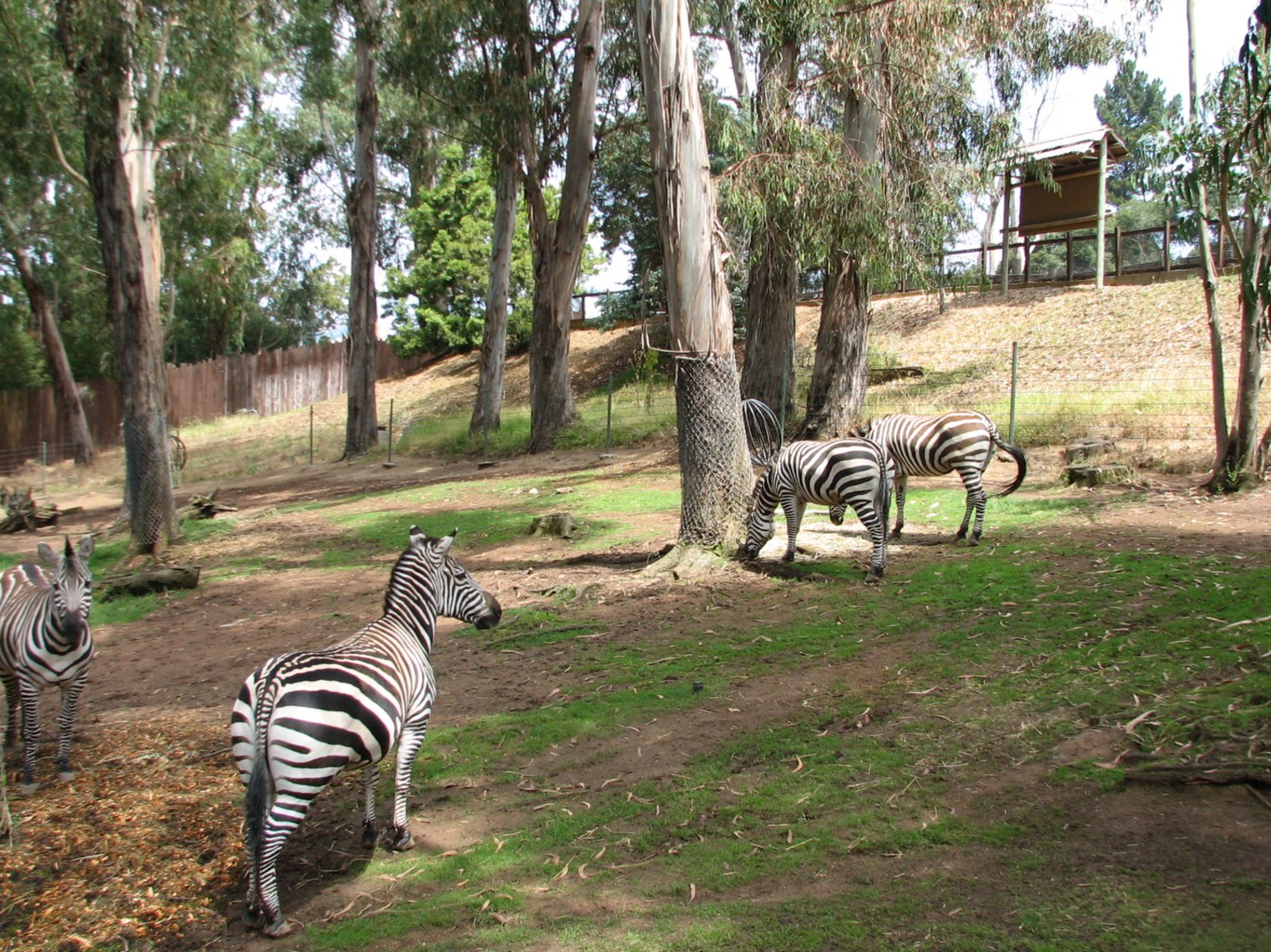 African Village - Grants Zebra Exhibit