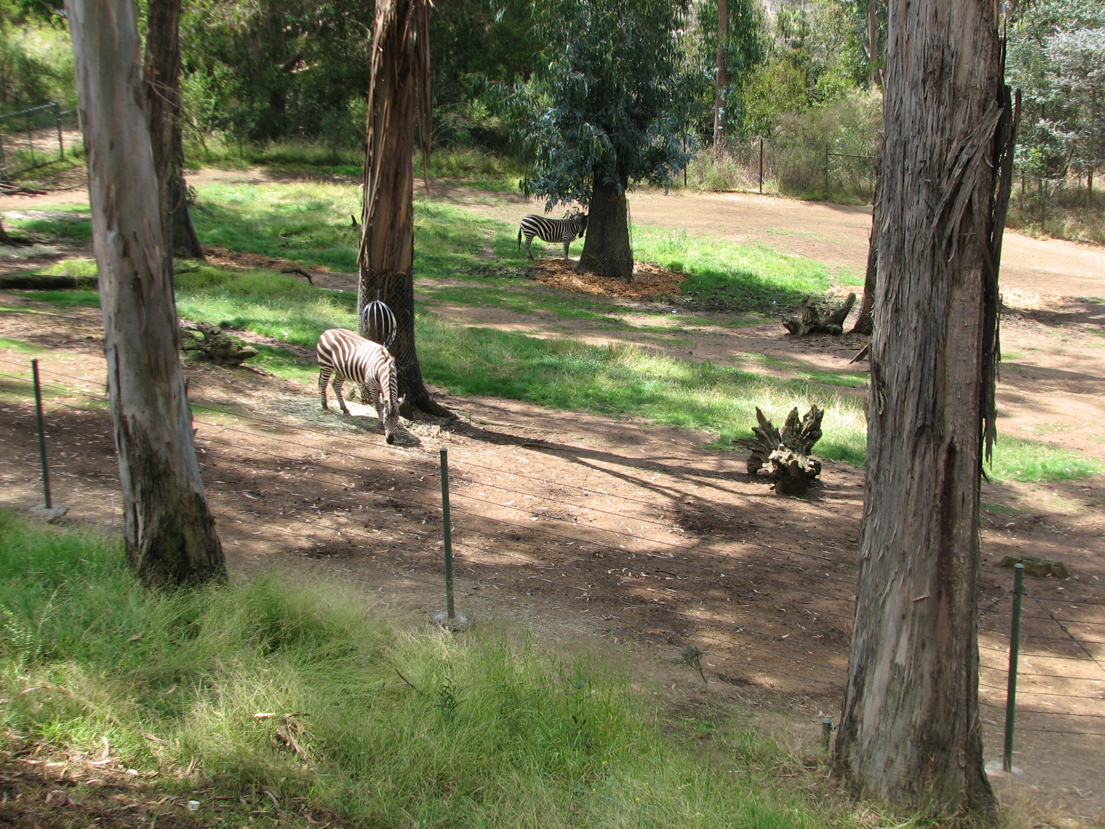 African Village - Grants Zebra Exhibit