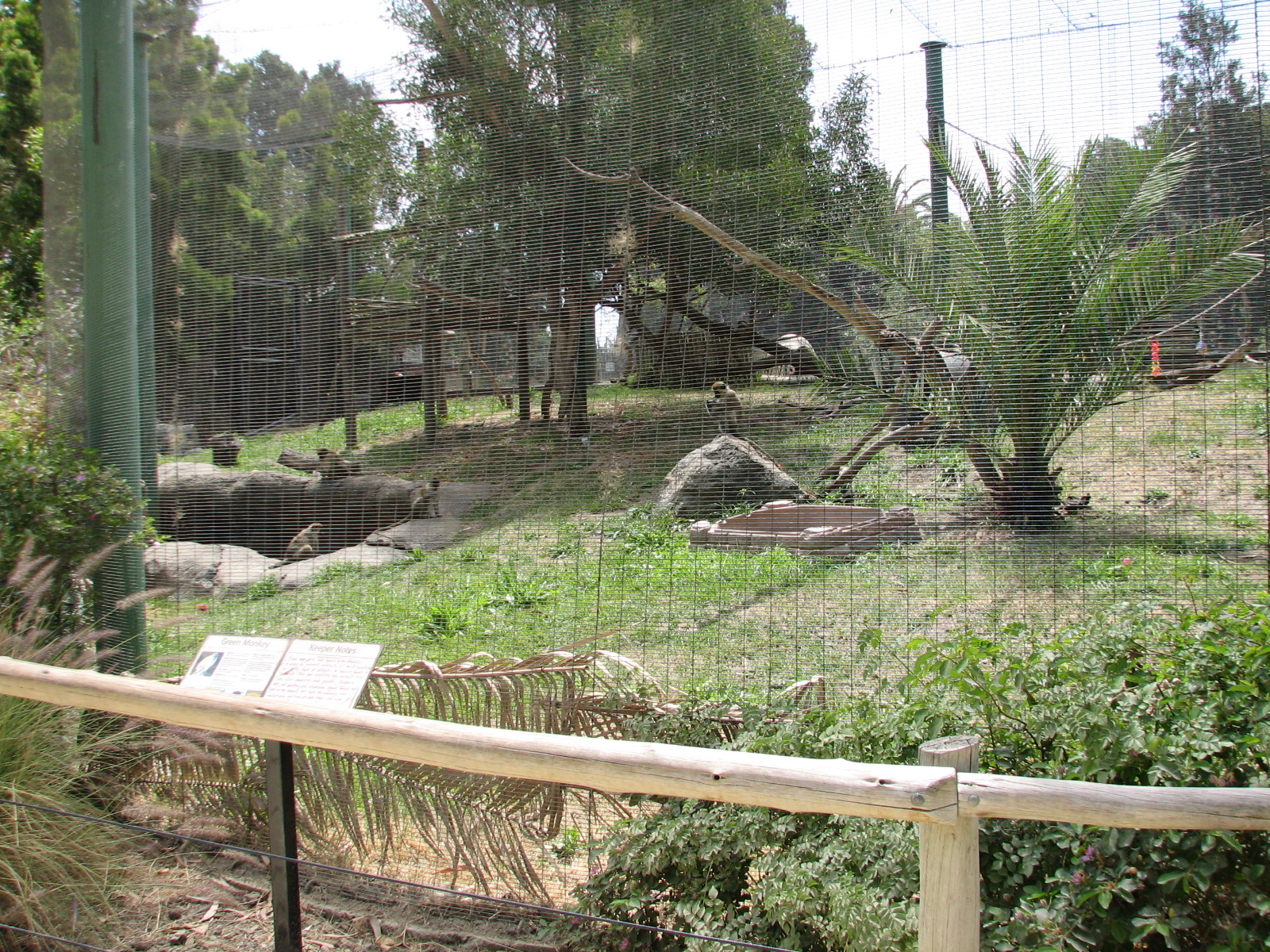 African Village - Green Monkey Exhibit
