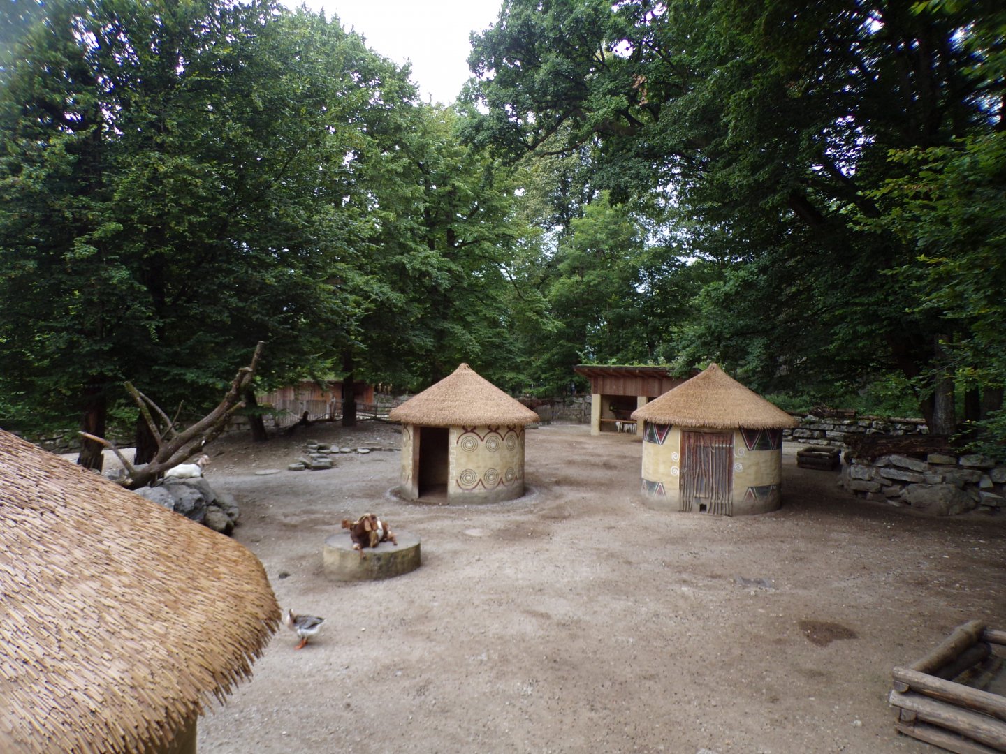 African village mixed enclosure 13.7.25
