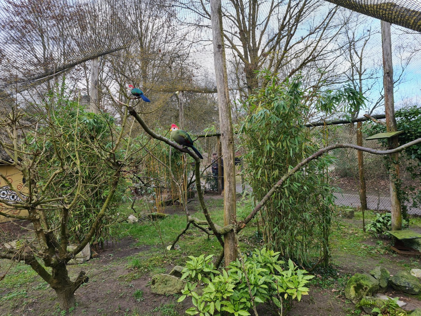 African village - Red-crested turaco