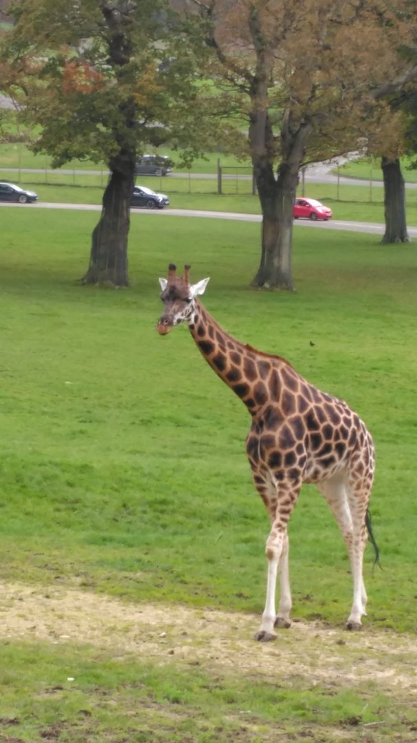 African Village- Rothschild's giraffe 301024