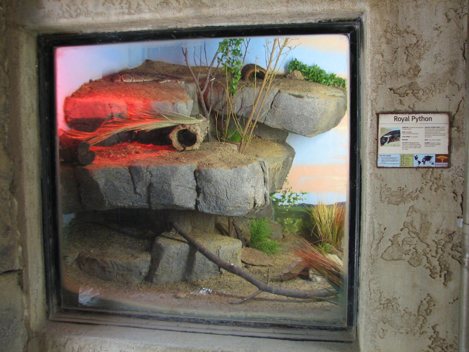 African Village - Royal Python Exhibit