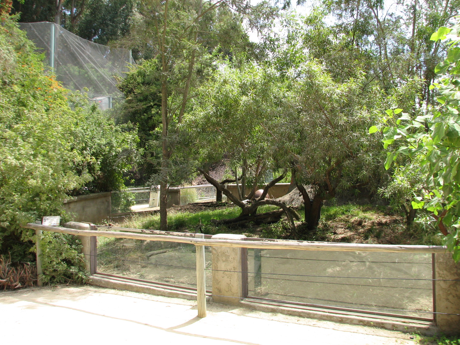 African Village - Slender-tailed Meerkat Exhibit