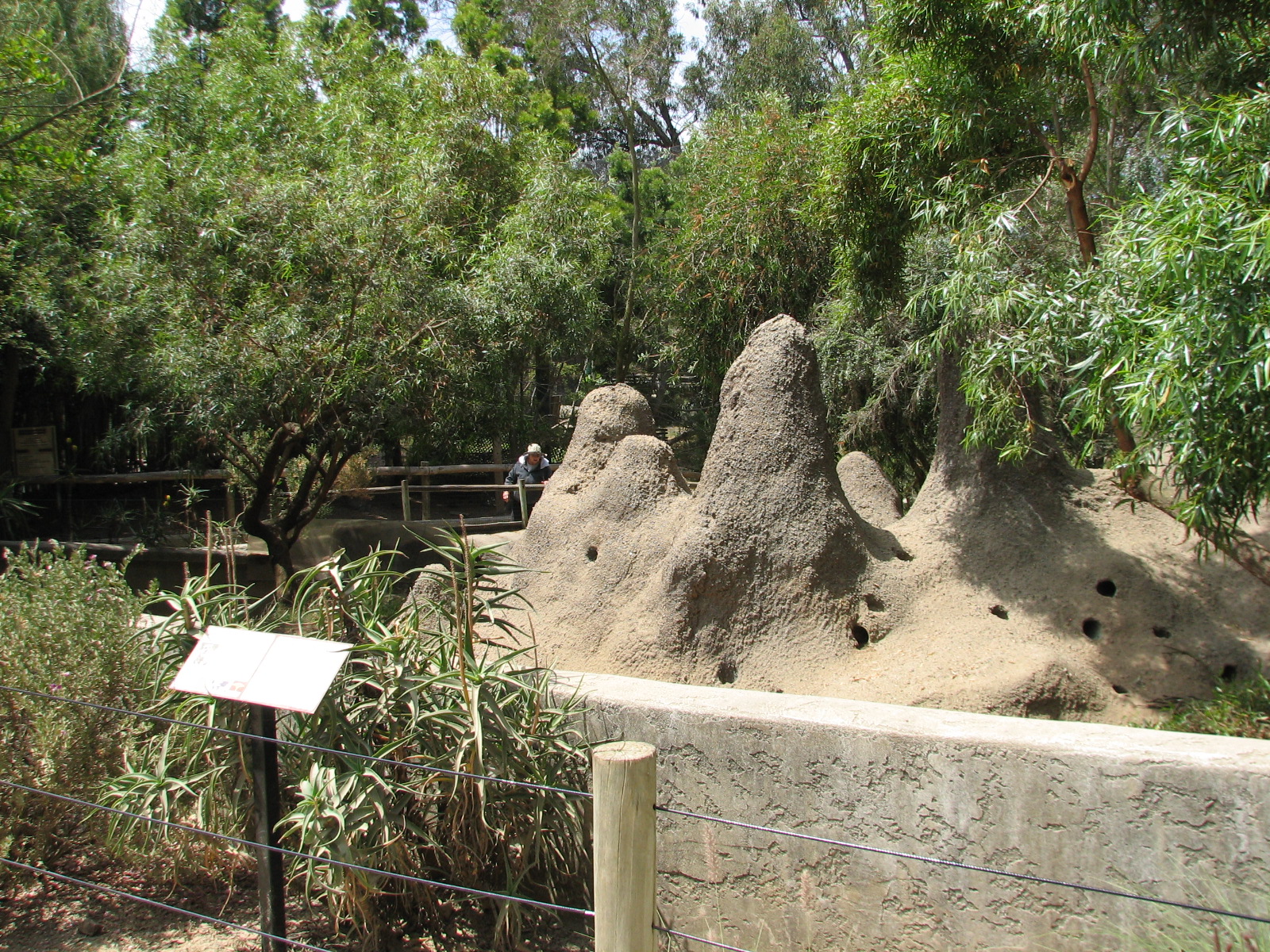 African Village - Slender-tailed Meerkat Exhibit