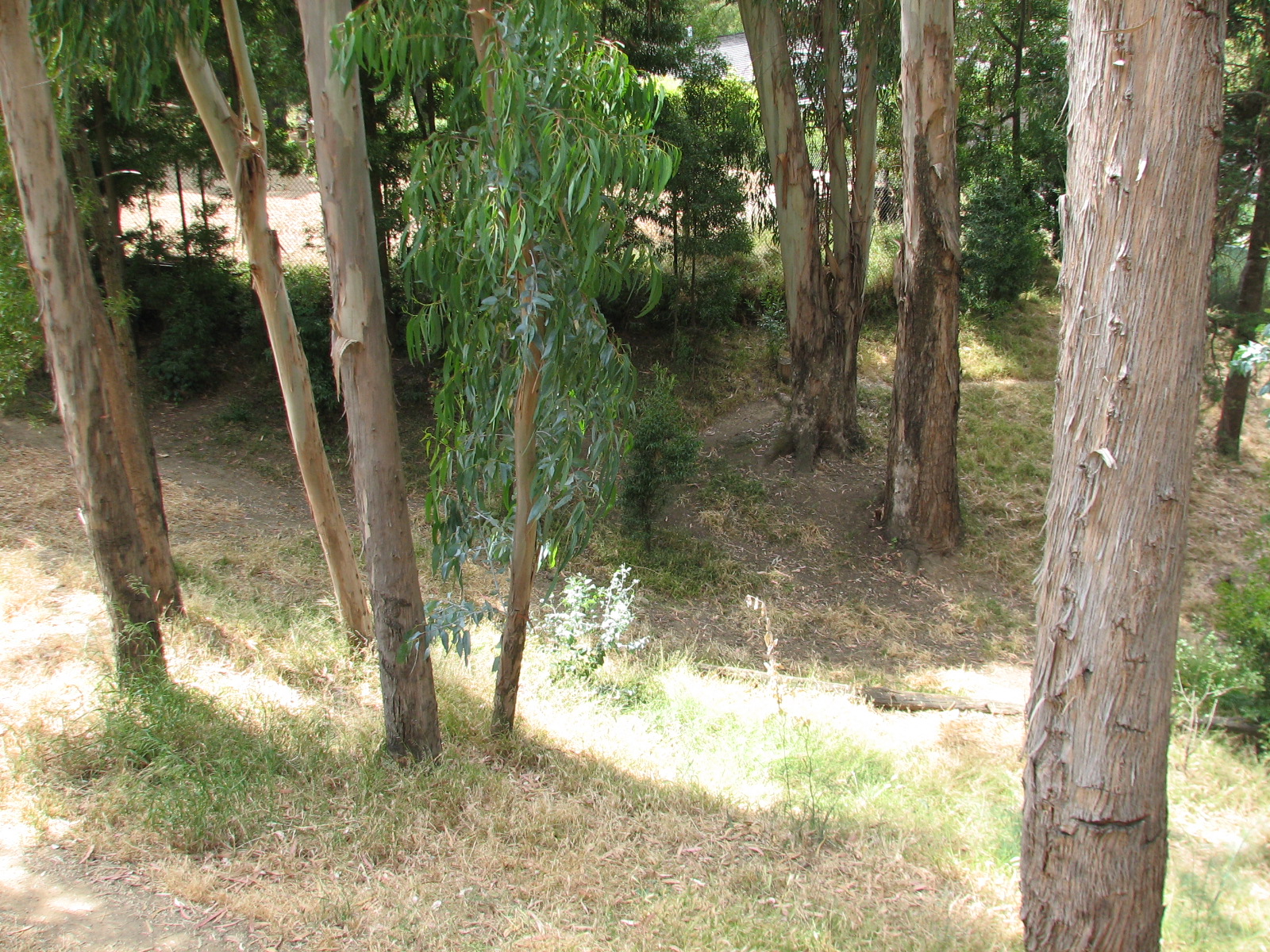 African Village - Spotted Hyena Exhibit