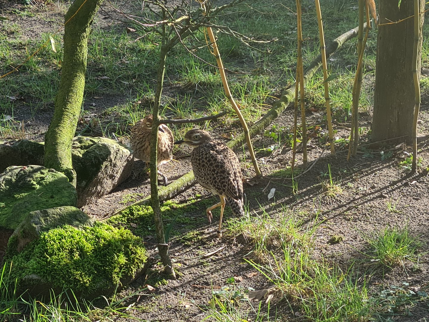 African village - Spotted thick-knee
