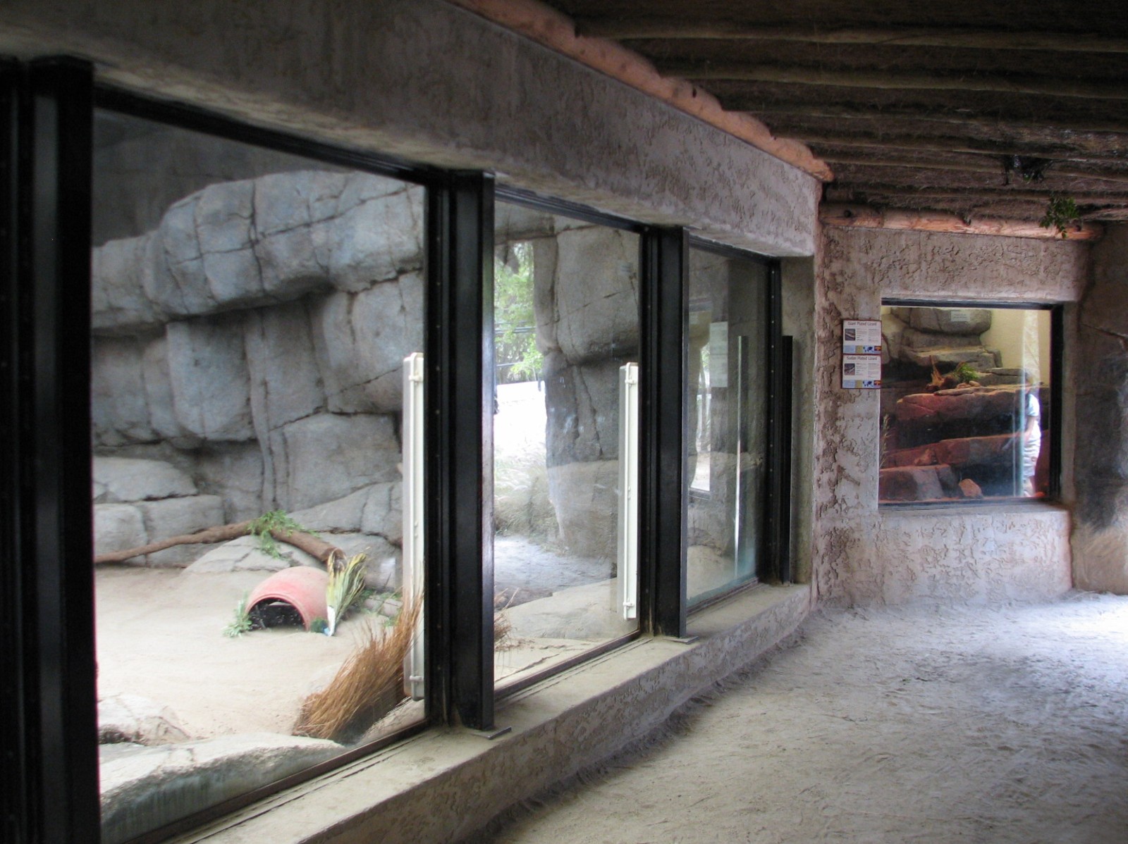 African Village - White-throated Monitor Exhibit