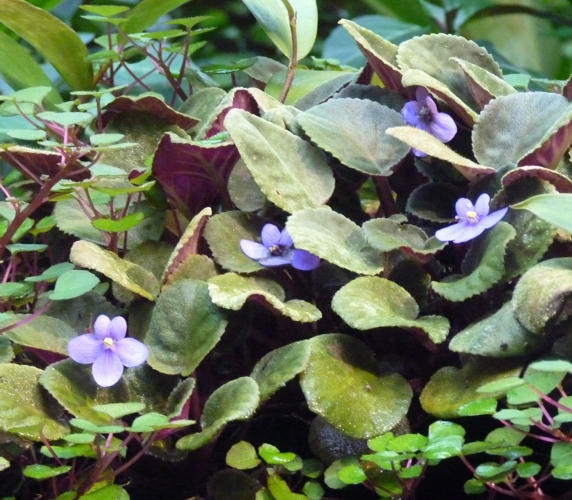 African violets (Saintpaulia ionantha)