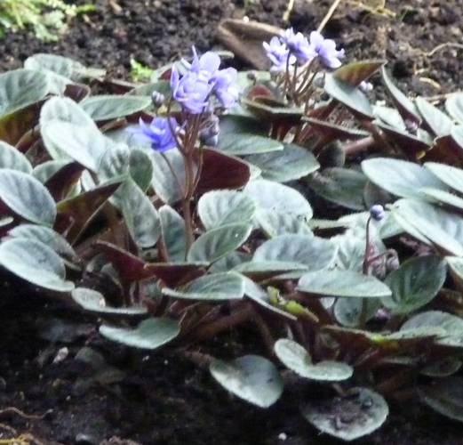African violets (Saintpaulia ionantha)