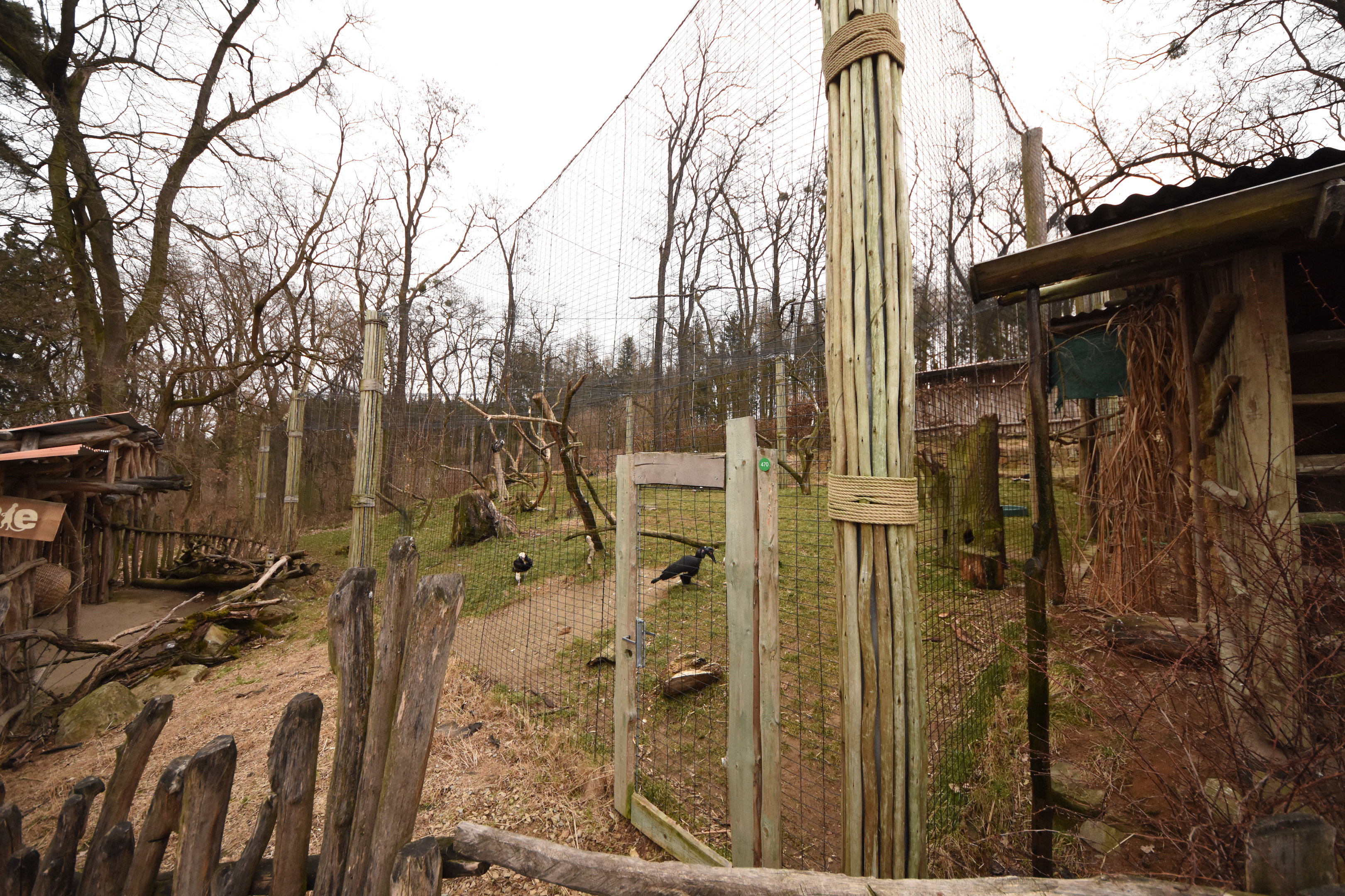 African vulture aviary