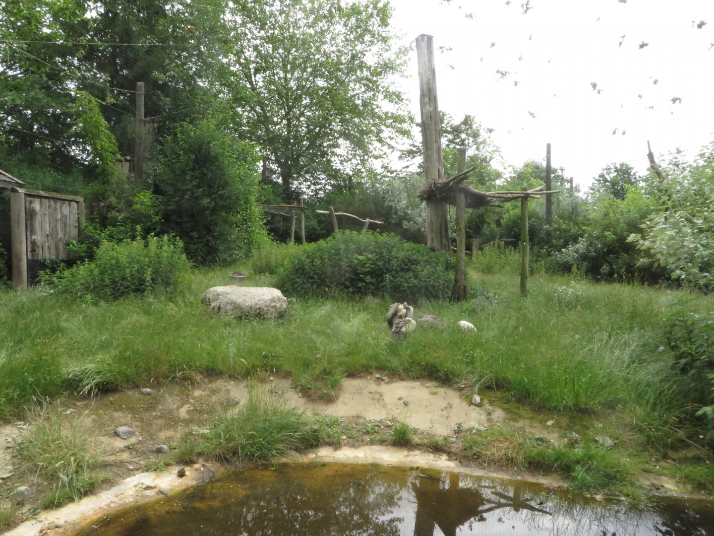 African vulture aviary