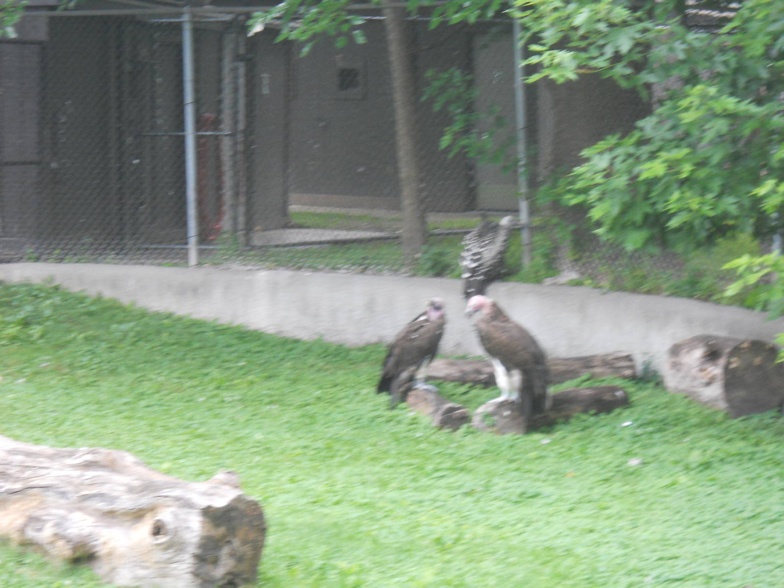 African vultures