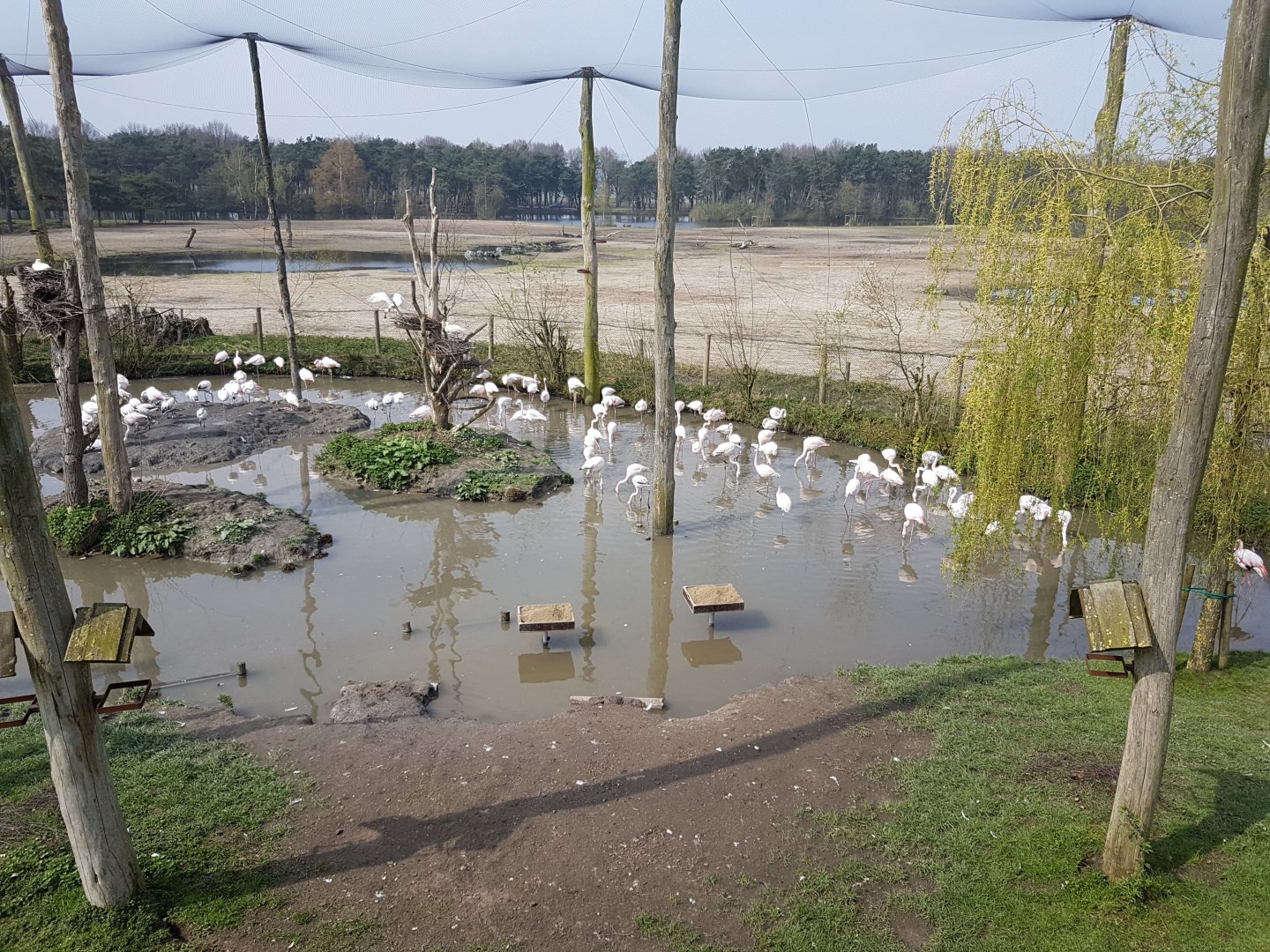 African wader - Flamingo aviary