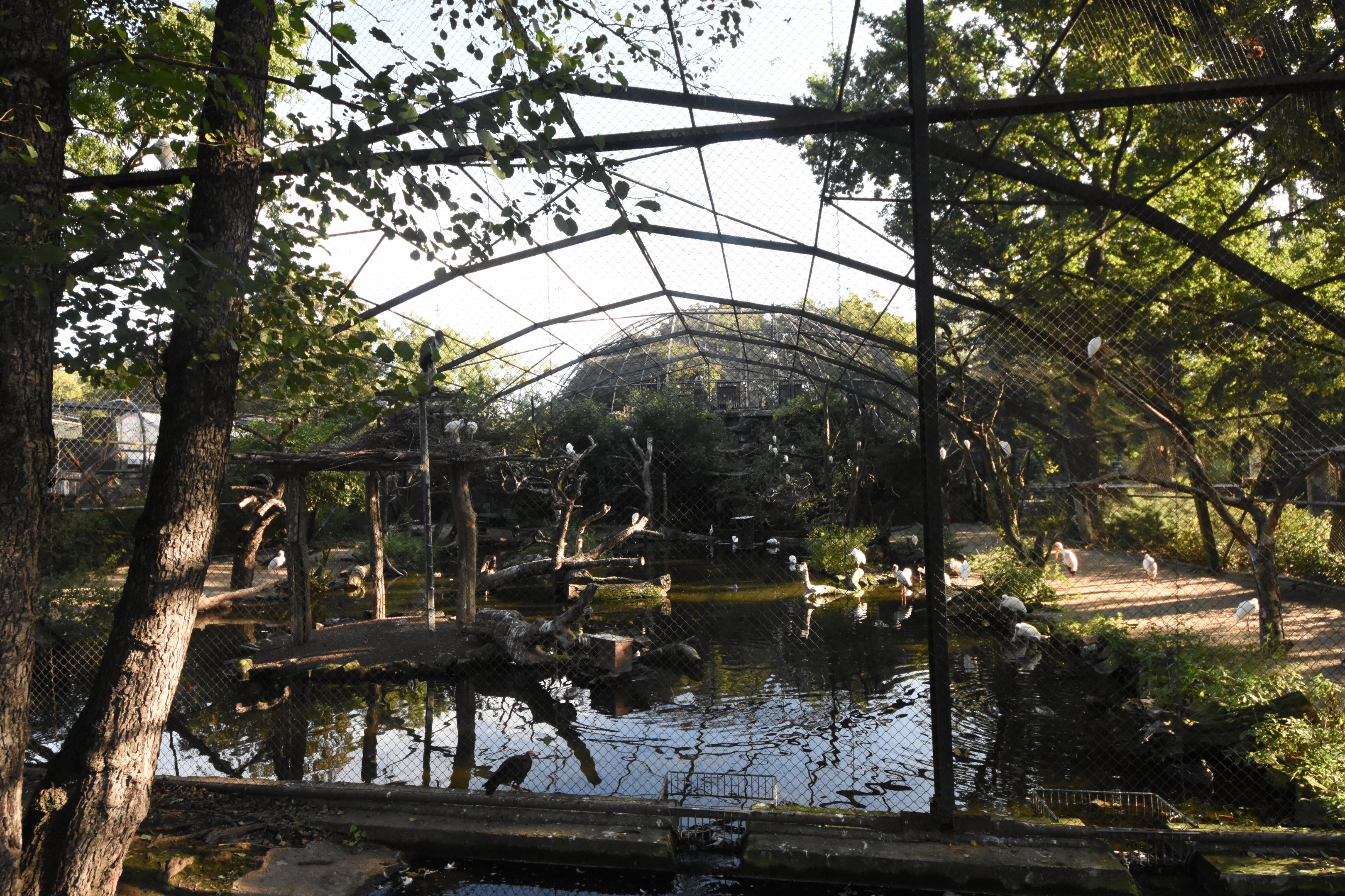 African wading bird aviary