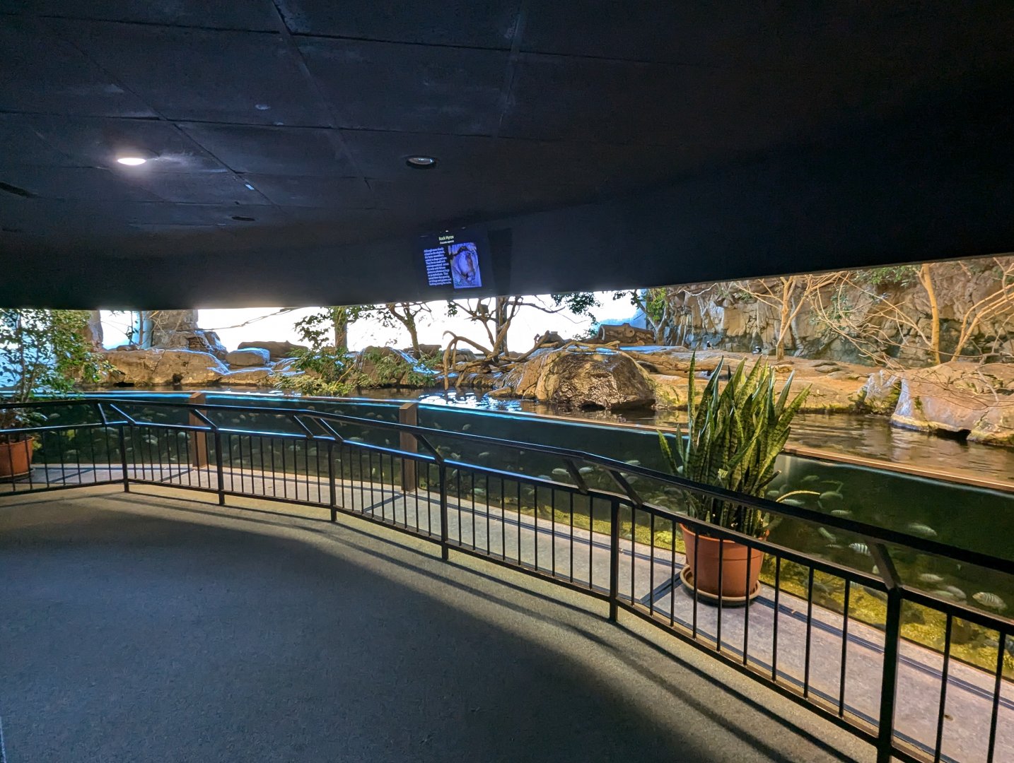 African wading birds