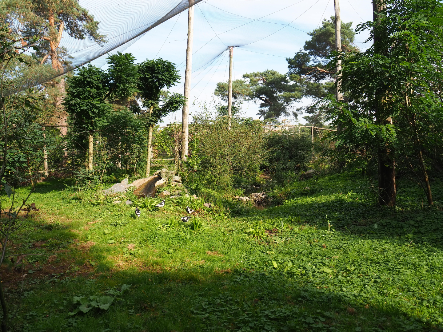 African walk-into aviary, 2019-09-15