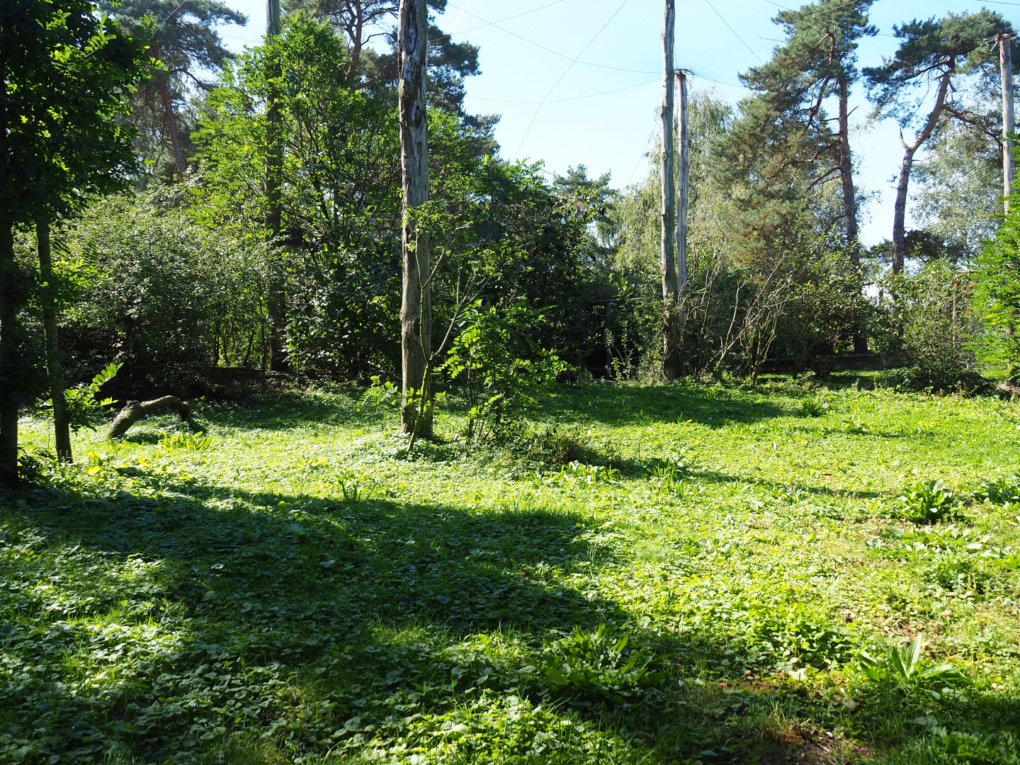 African walk-into aviary, 2019-09-15