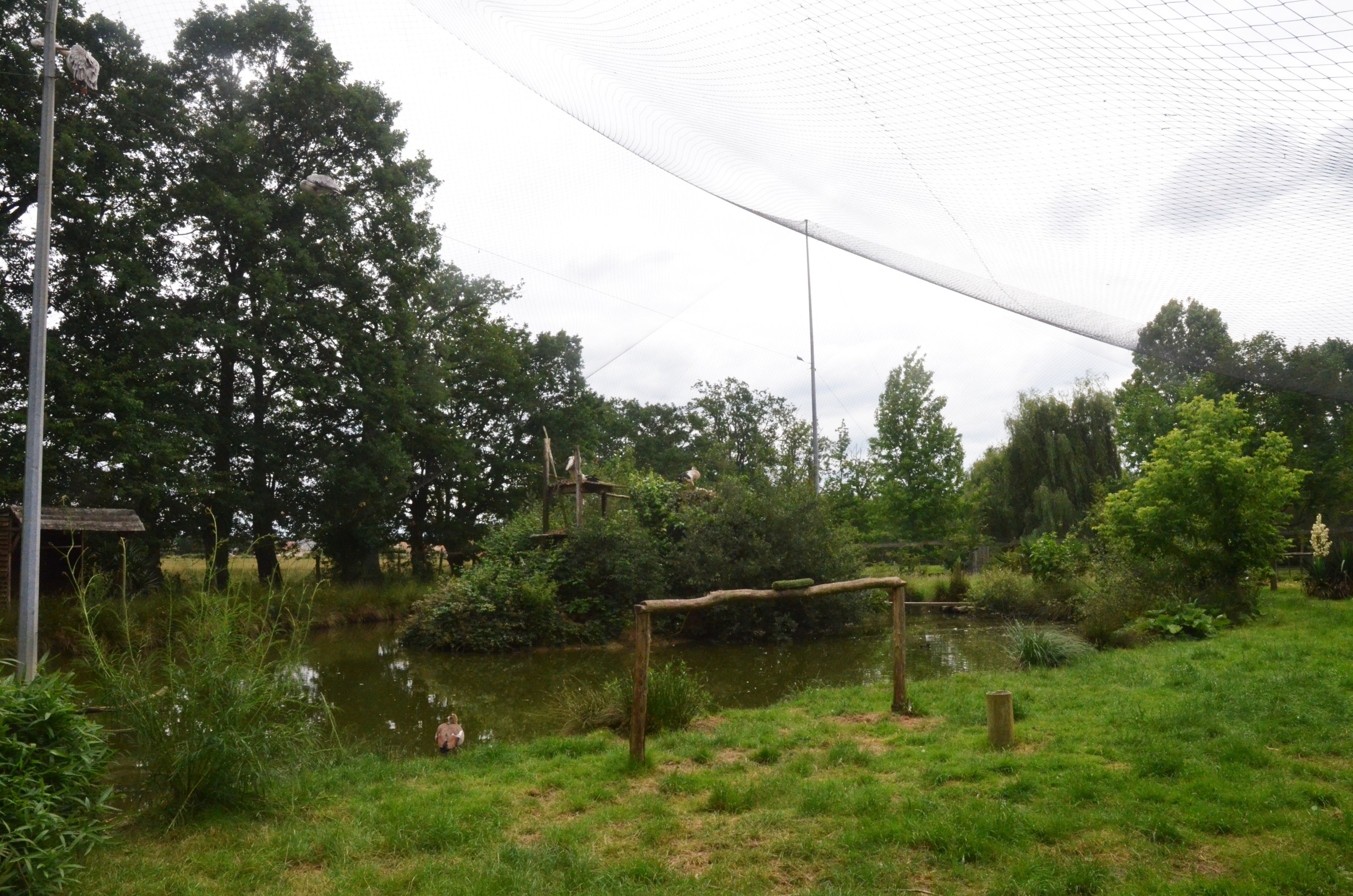 African Walk-through Aviary at Spaycific'Zoo, 13/06/18