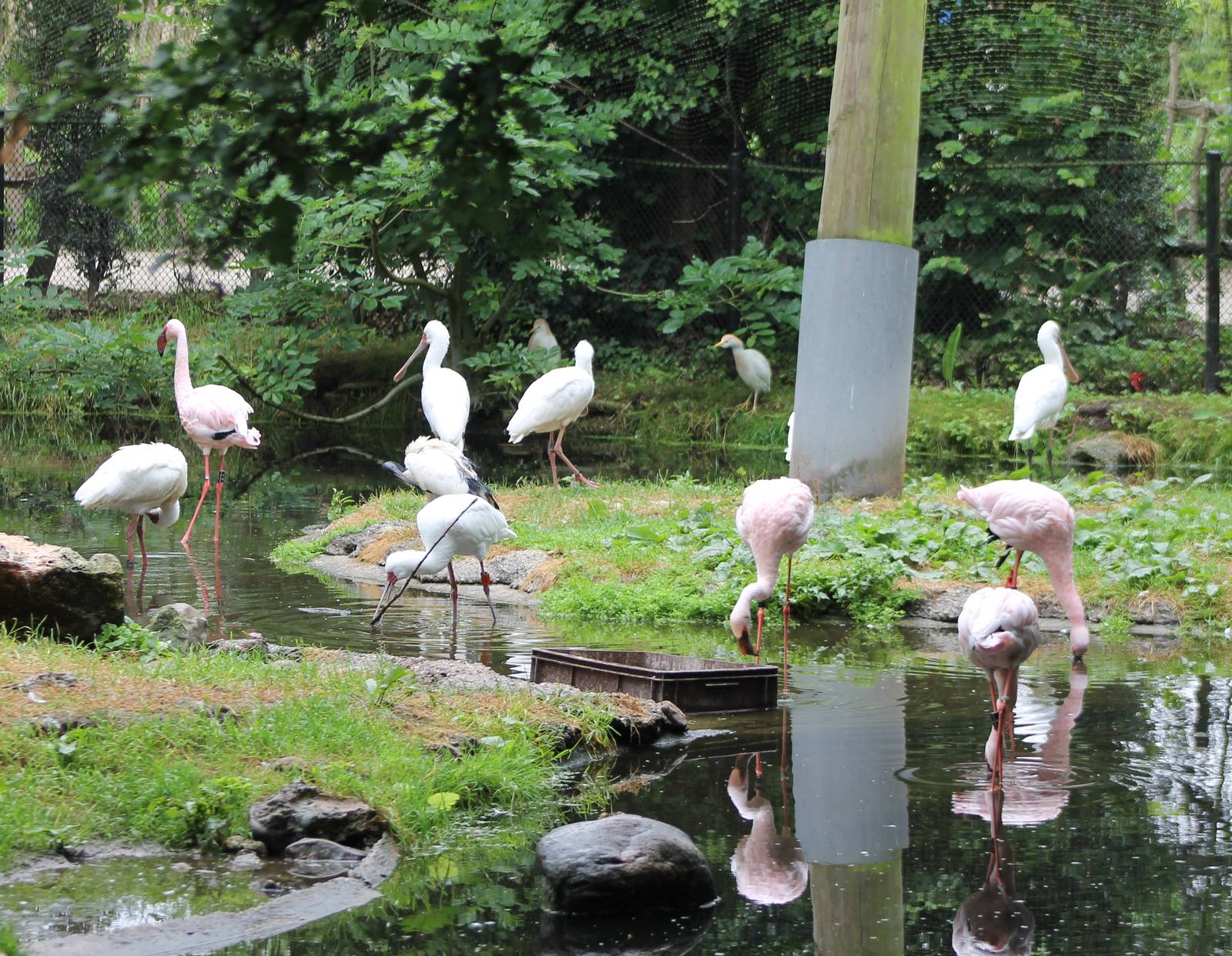 African walk-through aviary