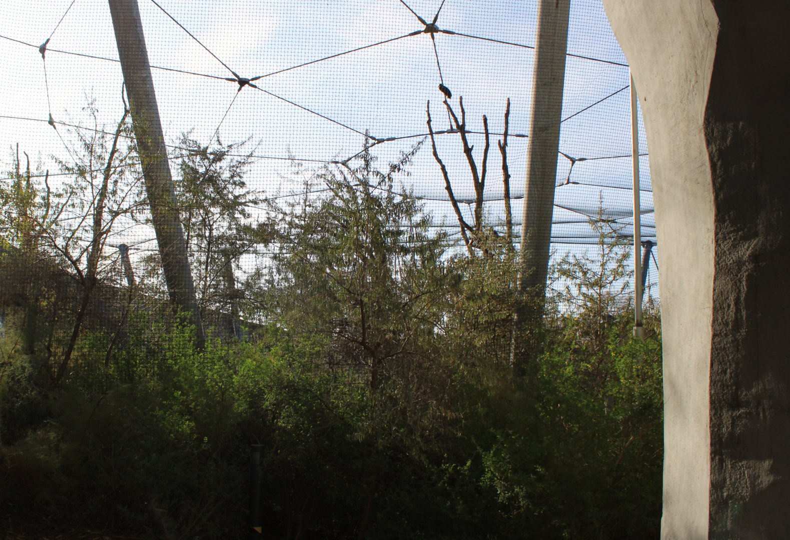 African walk-through aviary