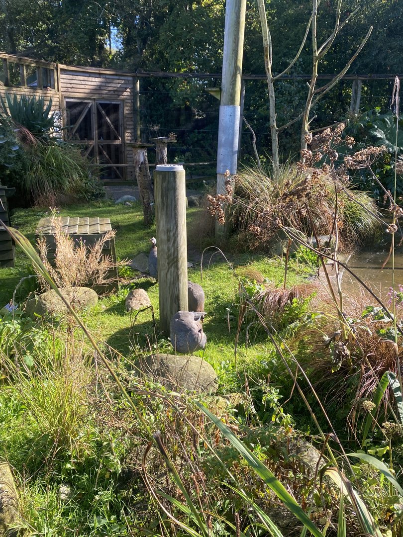 African Walkthrough Aviary 230922