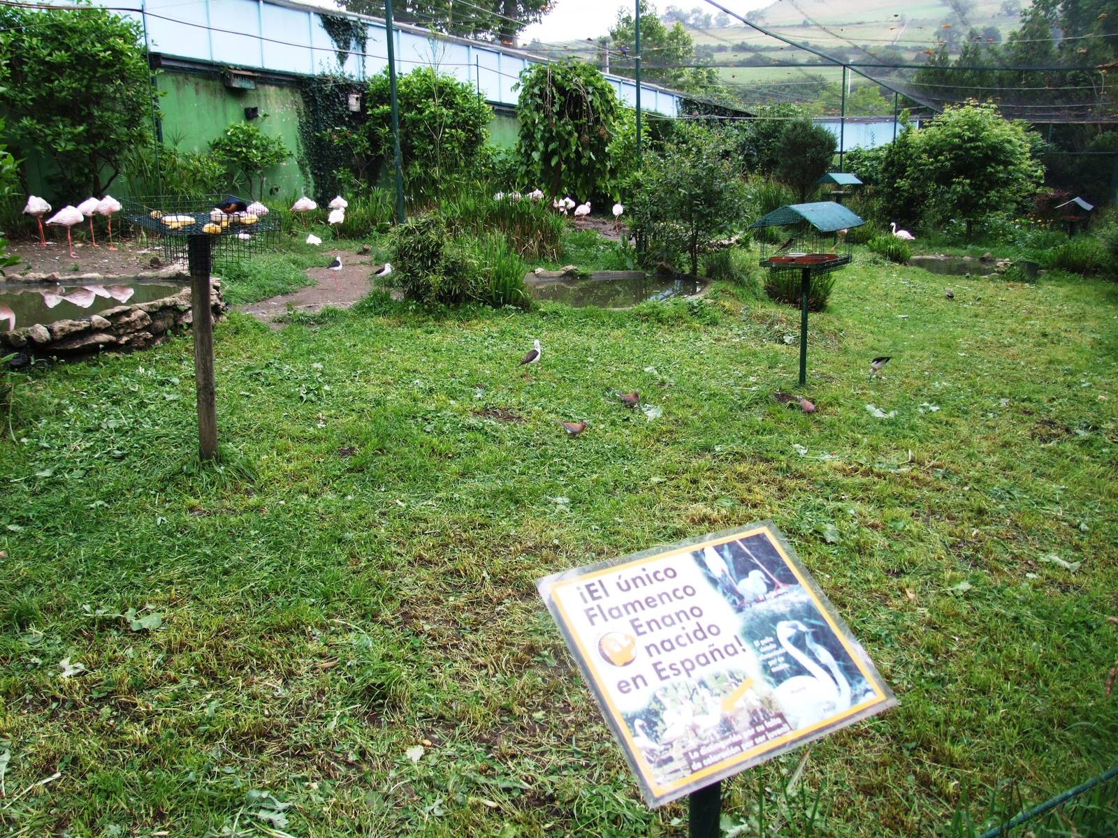 African Walkthrough Aviary at Santillana del Mar, 13/06/15