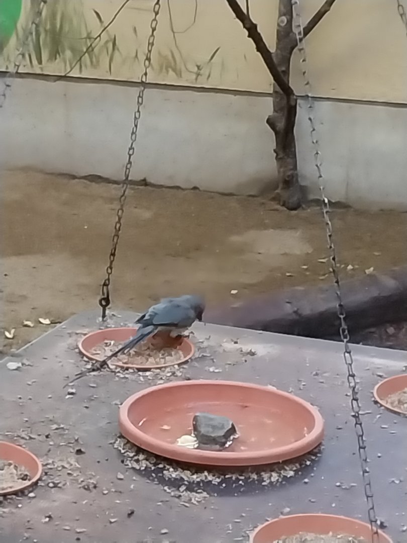 African walkthrough aviary - Blue-naped mousebird (Urocolius macrourus)