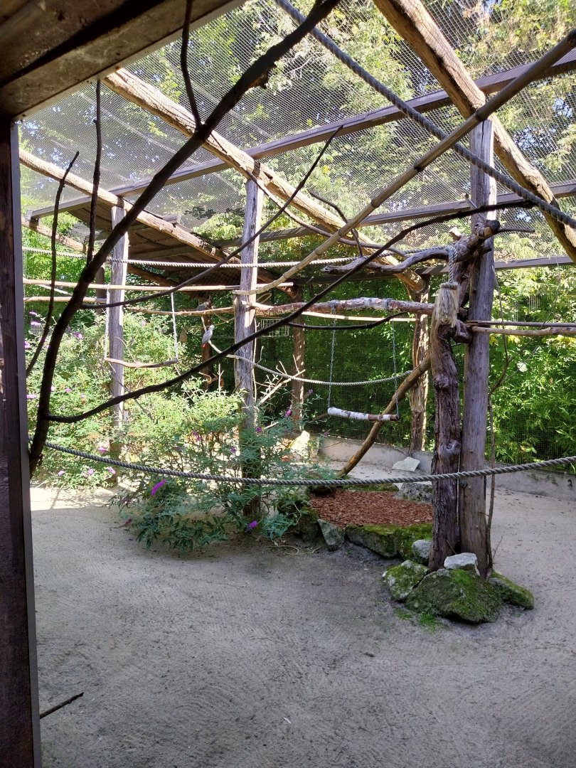 African walkthrough aviary - Grey parrot & Lilian's lovebird aviary