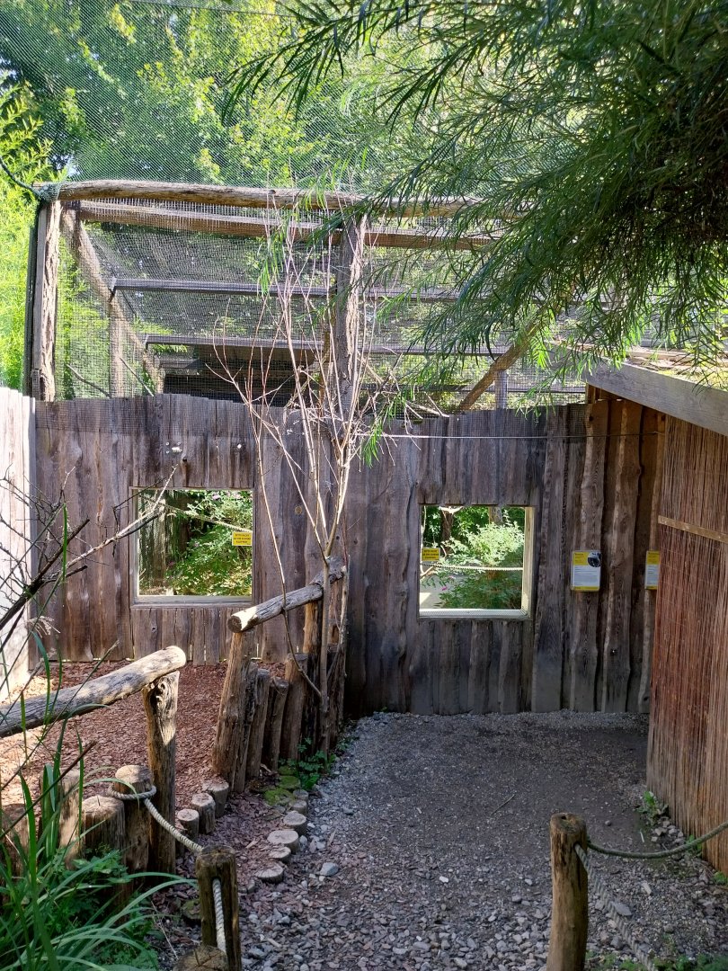 African walkthrough aviary - Grey parrot & Lilian's lovebird aviary