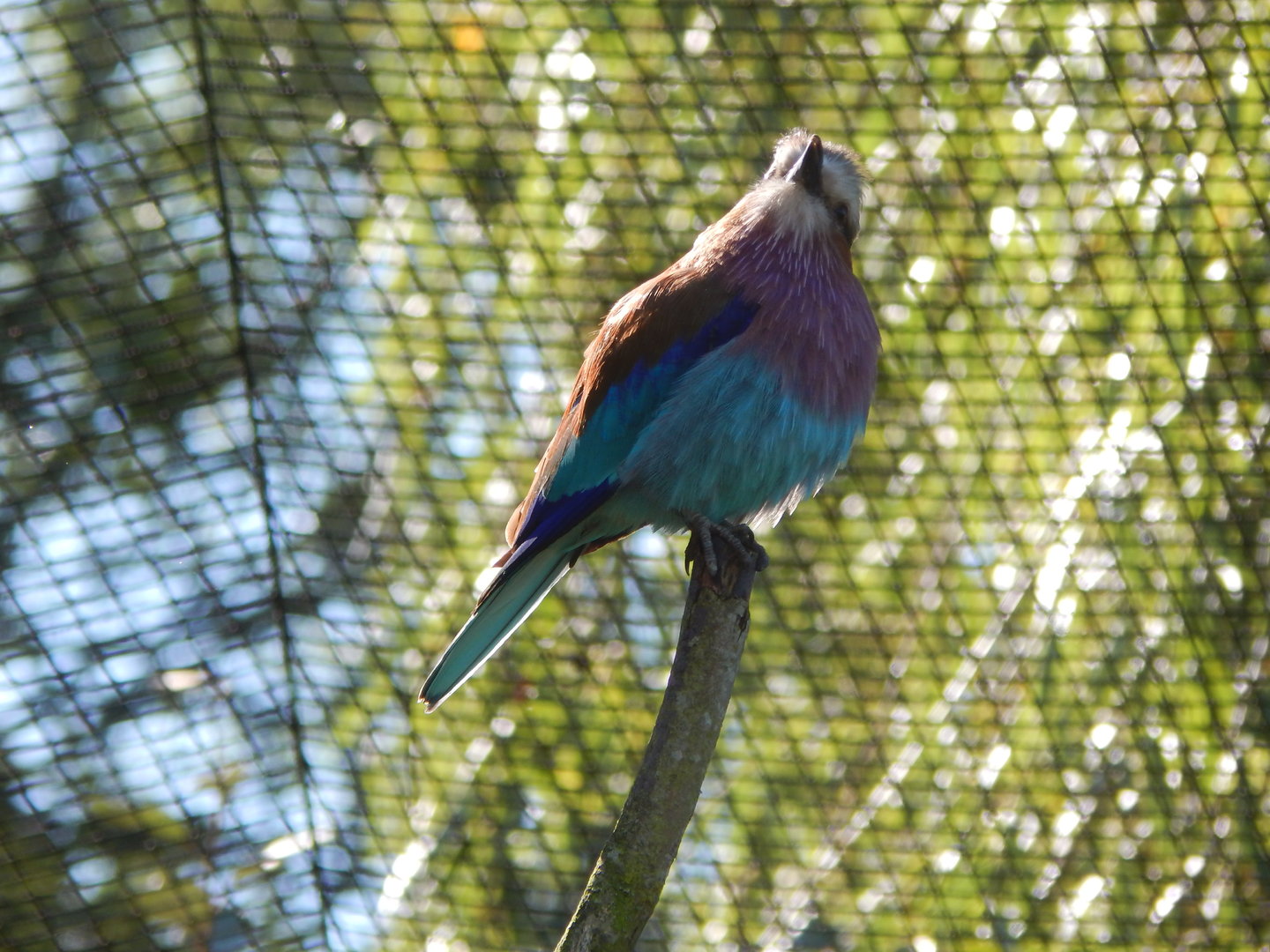 African Walkthrough Aviary - Lilac-breasted roller 230922