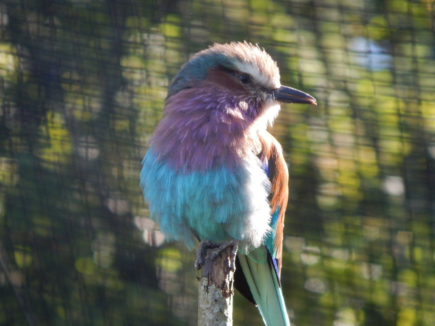 African Walkthrough Aviary - Lilac-breasted roller 230922