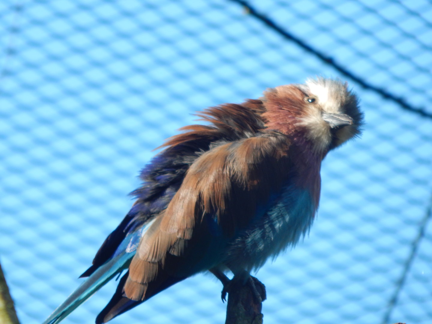 African Walkthrough Aviary - Lilac-breasted roller 230922