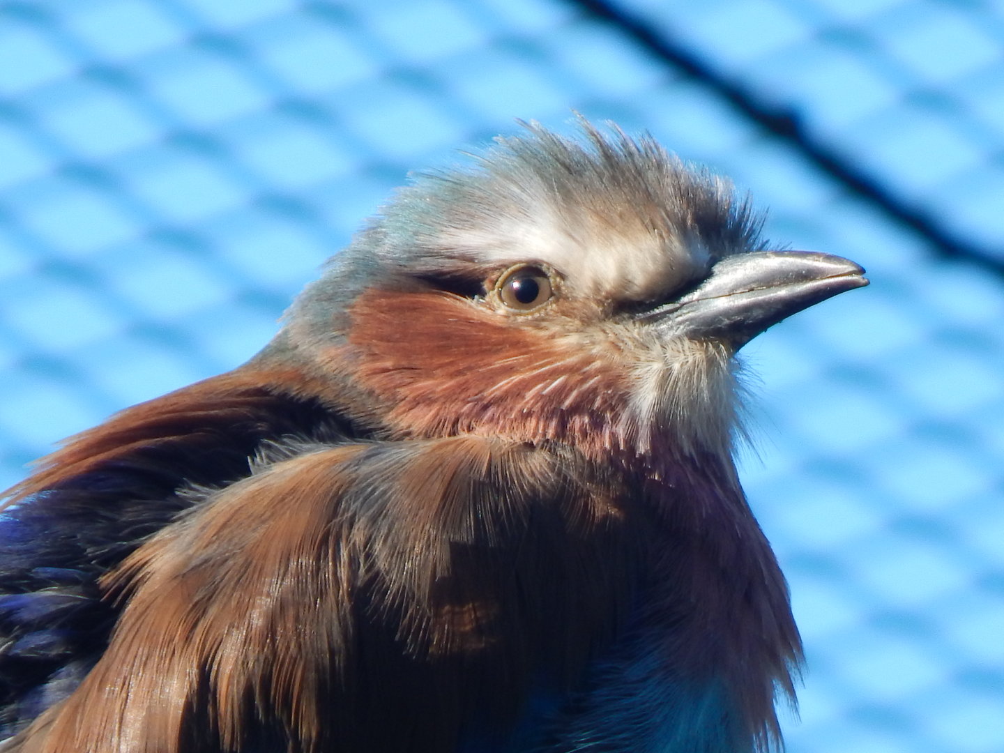 African Walkthrough Aviary - Lilac-breasted roller 230922