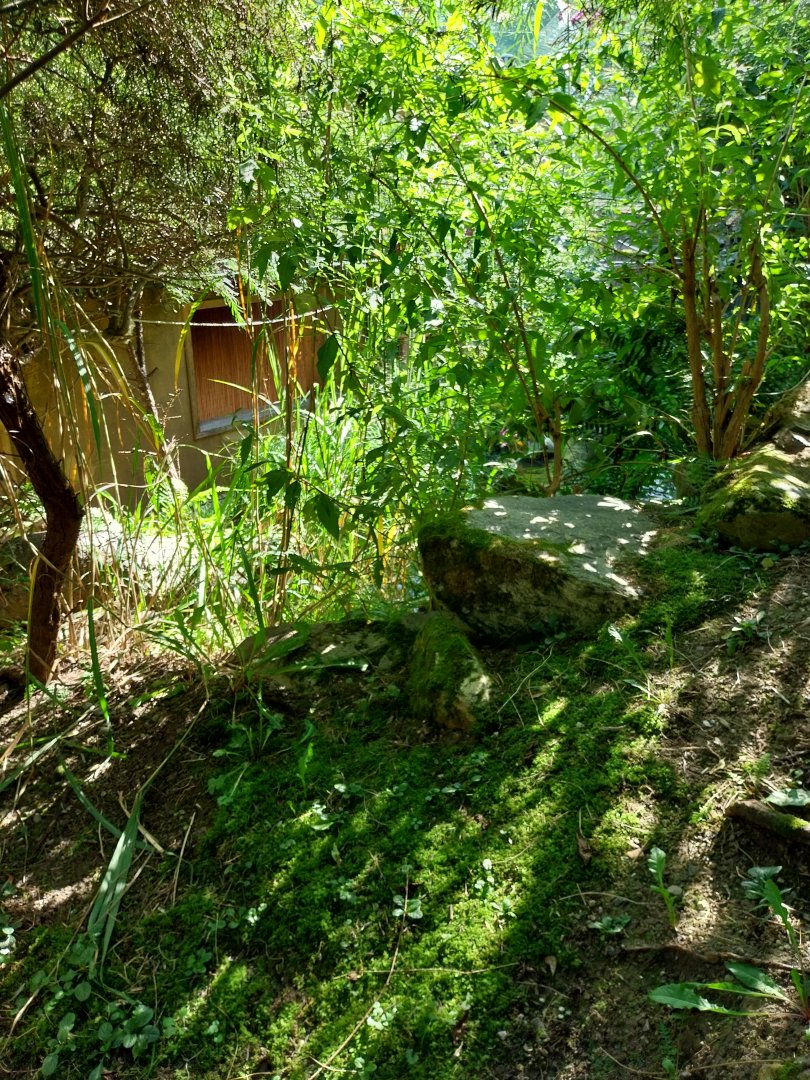 African walkthrough aviary - Songbird aviary