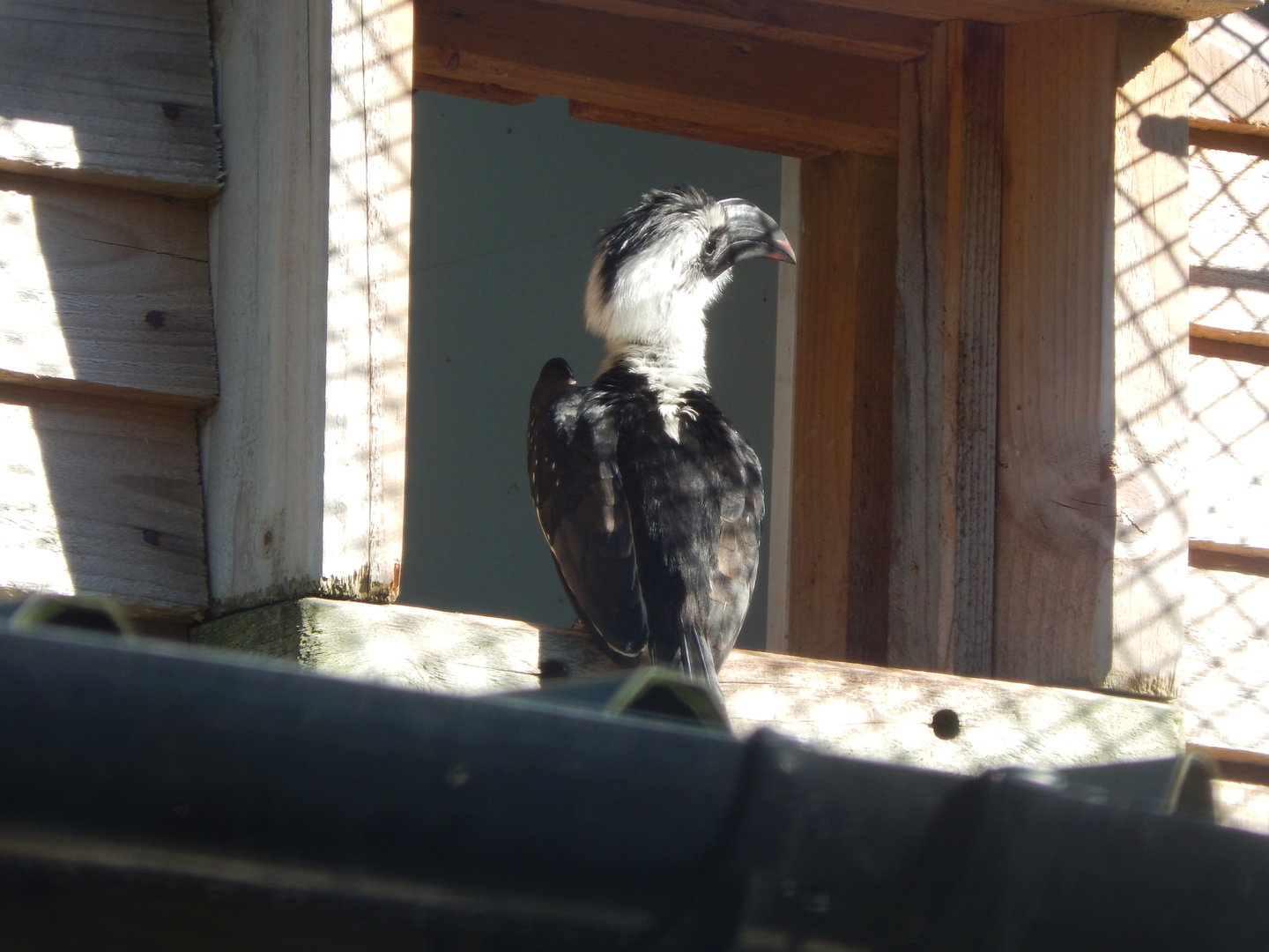 African Walkthrough Aviary - Von der Decken's hornbill 230922