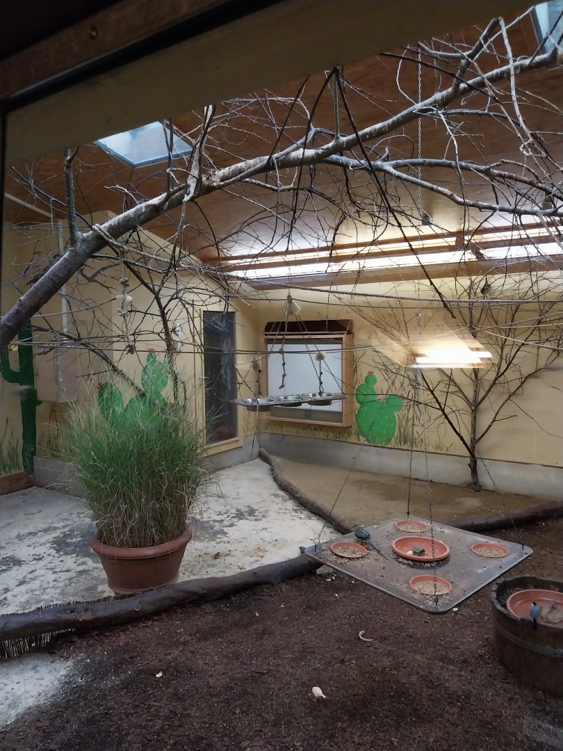 African walkthrough aviary - Winterroom