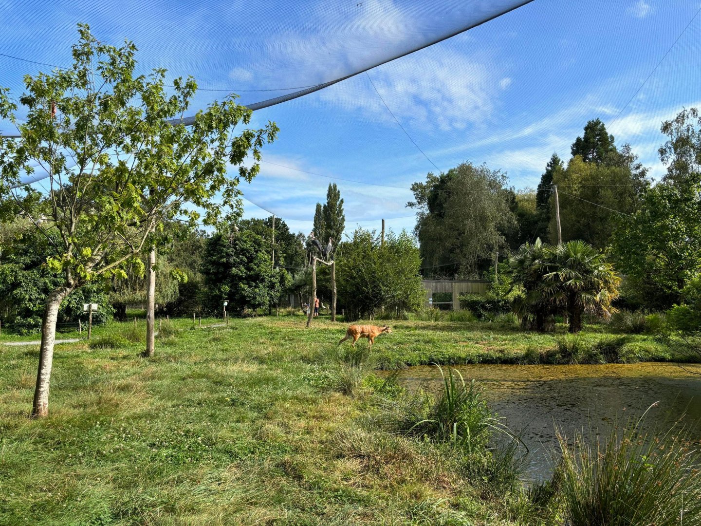 African walkthrough aviary