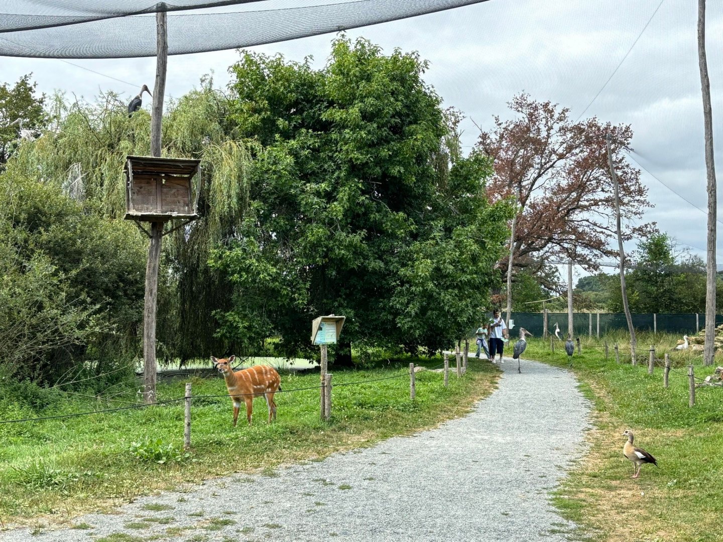 African walkthrough aviary