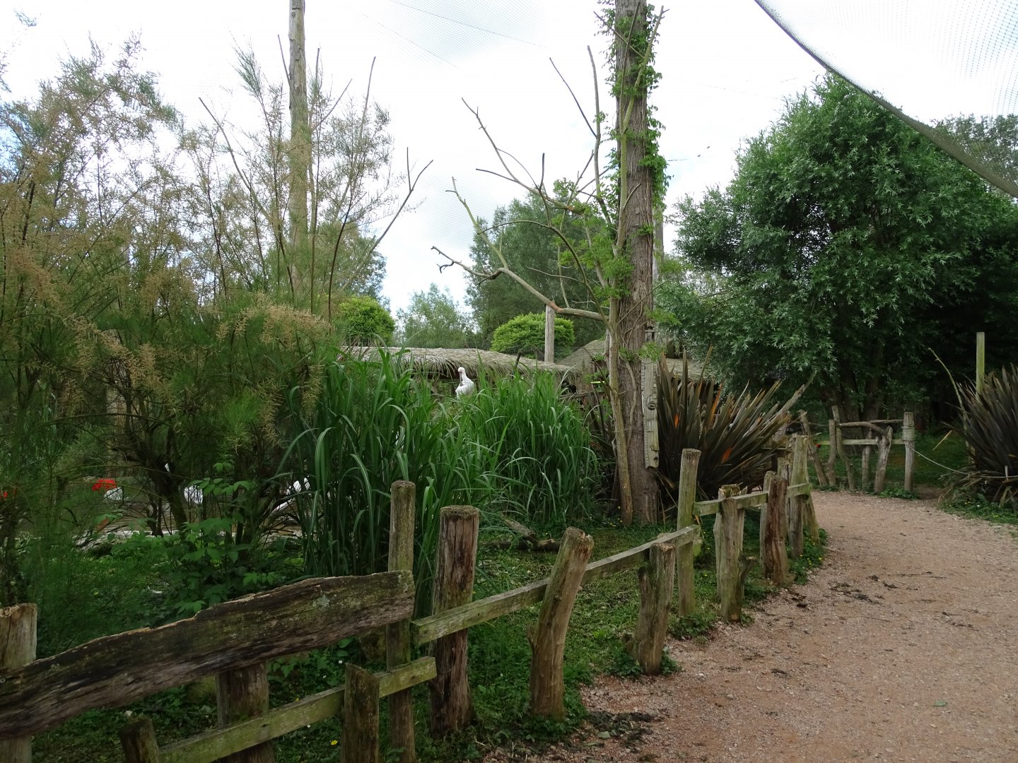 African walkthrough aviary